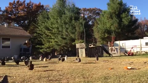 FUNNIEST Farm Animals
