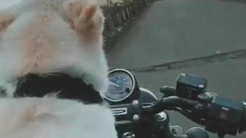 Dog lovers - Pets Status Video