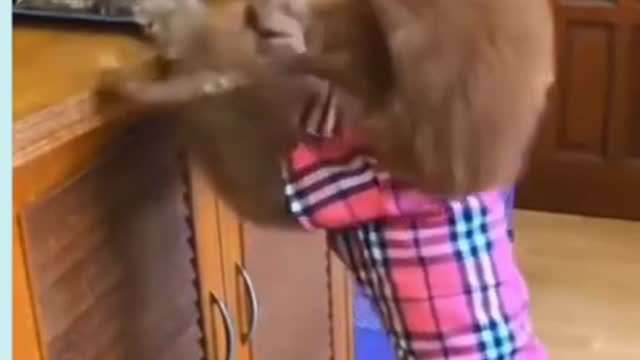 Smart dog | try not to laugh| funny videos