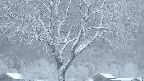 Snowy Mesmerising Morning