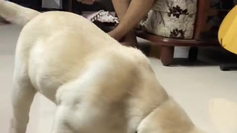 Dog training