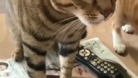 🤣🤣❤️❤️