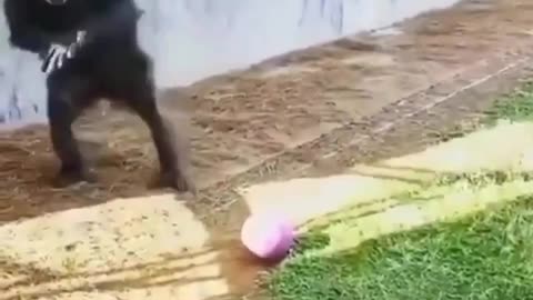 Funny Gorilla paly 🦍