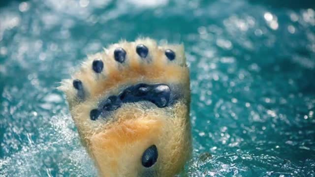 A jég hátán - Jegesmedve