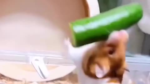 Wadidaw Wkwkwk Hamster #hamstertreats #ballons #cat #balon #kucing #anak #kids #nurseryrhymes