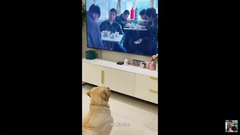Best Funny Animal Videos of 2024 – Dogs & Cats That Will Make You Laugh!😹🐶#cat #dog #animals