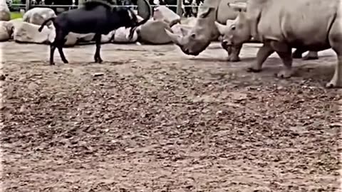 Goat vs Rihno fight