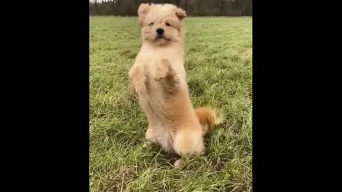 Cute baby animals