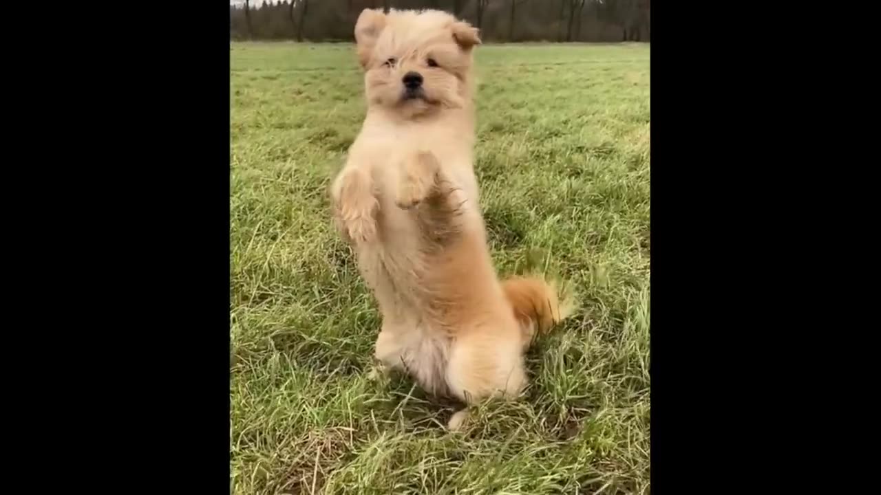 Cute baby animals