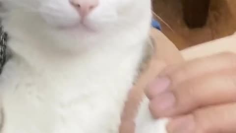 Cute and funny cat video.