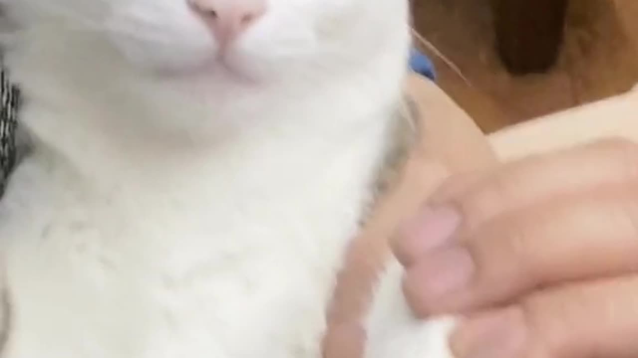Cute and funny cat video.