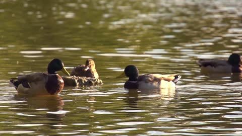 Ducks in a Pond in Super Slow Motion