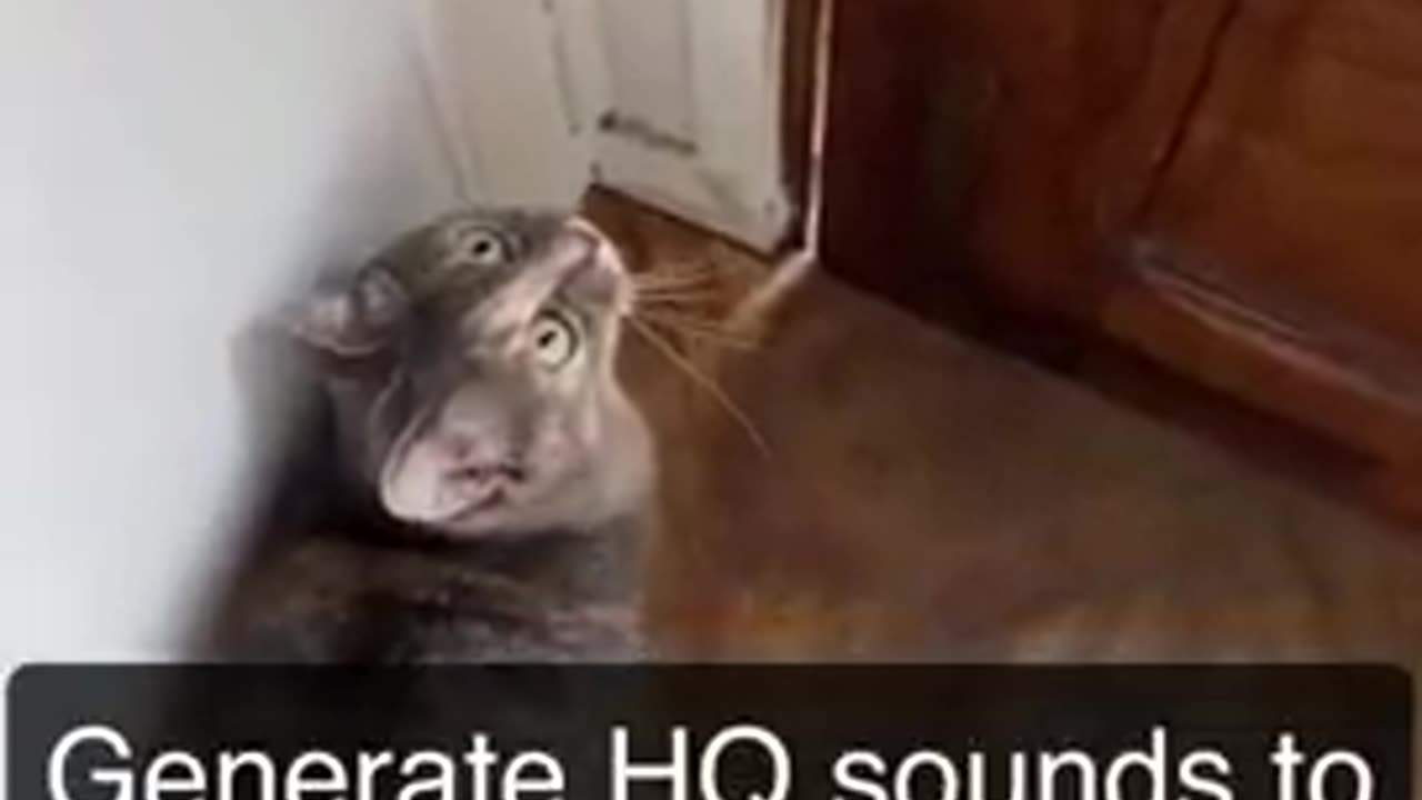 Cats sound that attracts cats to come towards you