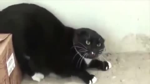 Cute & Crazy Cats Funny Videos