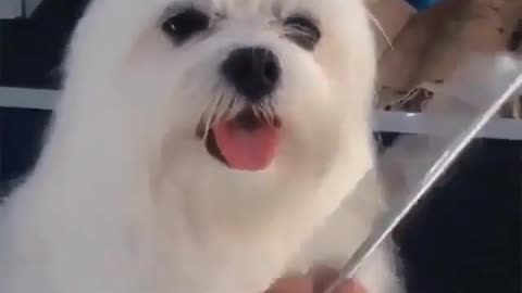 Looks like a seal!