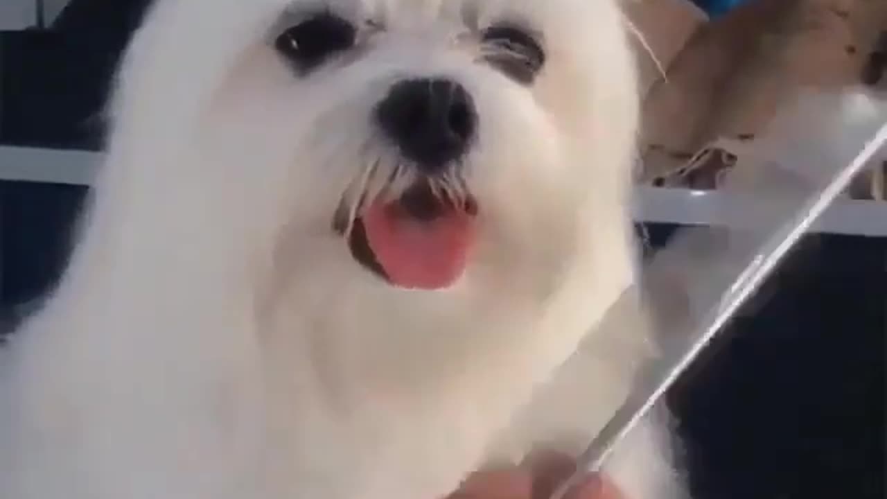 Looks like a seal!