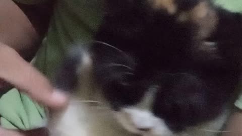 Funny cat