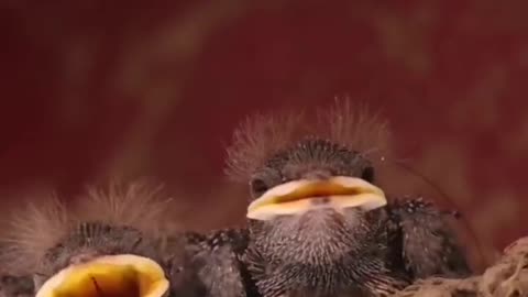 The bird
