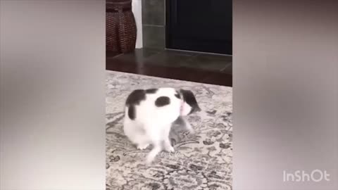 Cats 😂