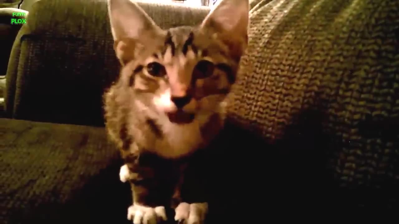 Funny Cat