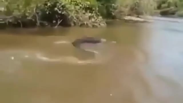 Anaconda found