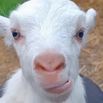 goat's kid sound #shorts #viral #animals #petlover #animalsounds #shortsvideo #ytshorts #viralvideo