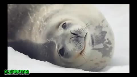 Antarctica it's Nice But Just Don't Come Here! - Reloaded from Killuminati13420