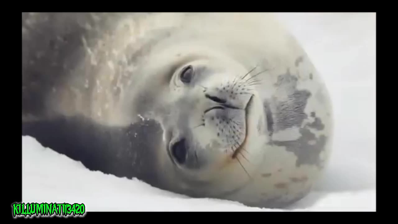 Antarctica it's Nice But Just Don't Come Here! - Reloaded from Killuminati13420