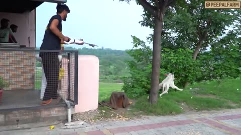 Kyun beech rescue main humne Pitbull Par Bandbook