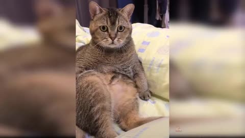 Baby Cats - Cute and Funny Cat Videos Compilation #16 | Aww Animals