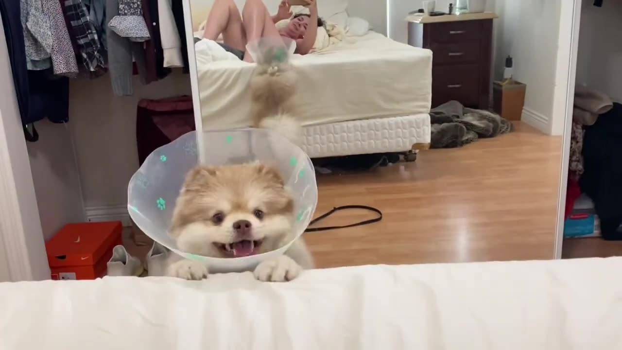 What to expect during the 2 weeks of neuter recovery! Benji's Cryptorchidism aftercare