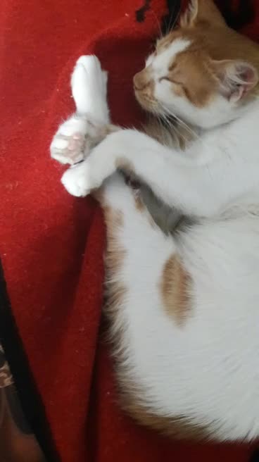 A lovely cat lives with me at home Always sleepy