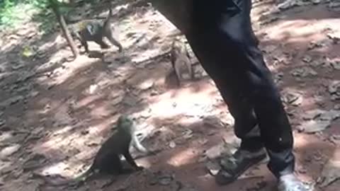 Feeding the monkeys