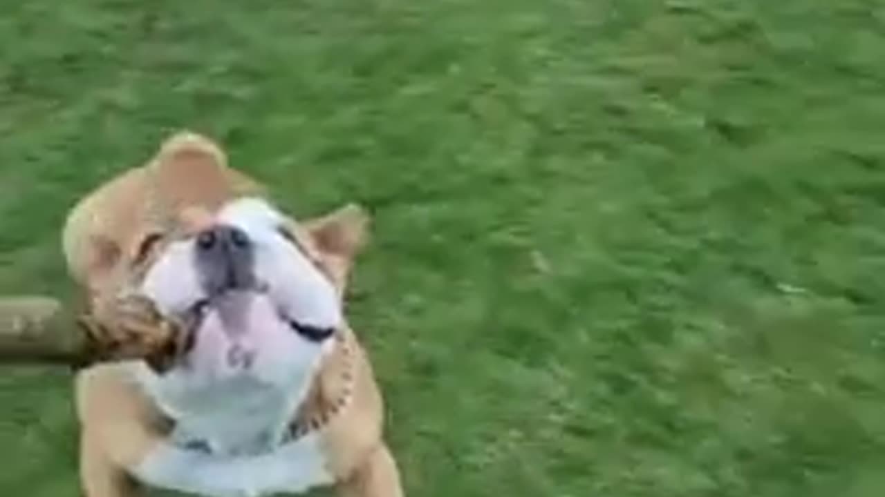 Watch the Mesmerizing Spinning Pit Bull in Action!