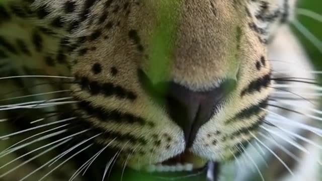 Animal Animal world leopard