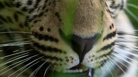 Animal Animal world leopard