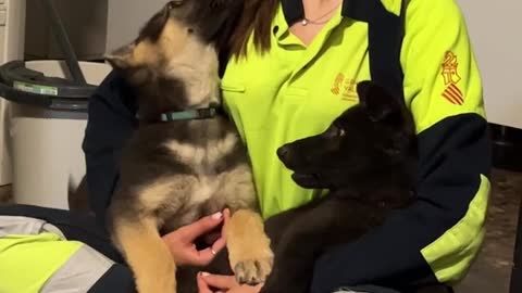Competing For Mom's Attention