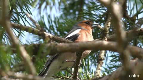 Calm with colorful birds and nature