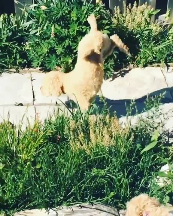 Perro prefiere caminar sobre las dos patas delanteras