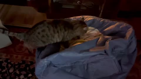 January 28, 2024 - Belle Bells The Cat is a Tad Bit Spoiled
