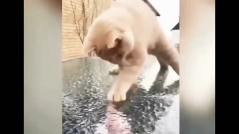 Funny animals clips 64