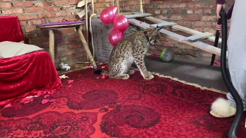 The reaction of a wild lynx to a vacuum cleaner. Wild cat is afraid of a vacuum cleaner