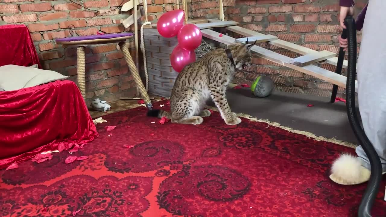 The reaction of a wild lynx to a vacuum cleaner. Wild cat is afraid of a vacuum cleaner