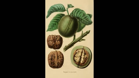 Nut Domestication