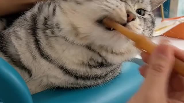 Well, now, I'm as big as the animal