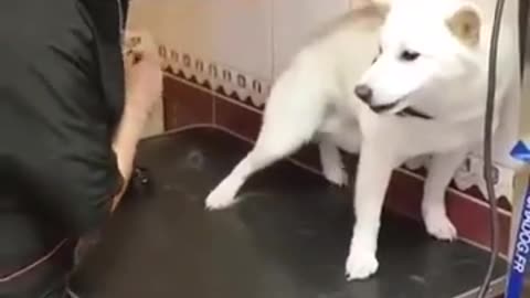 Watch!!!! How to handle ANGRY dog!!! Amazing skill