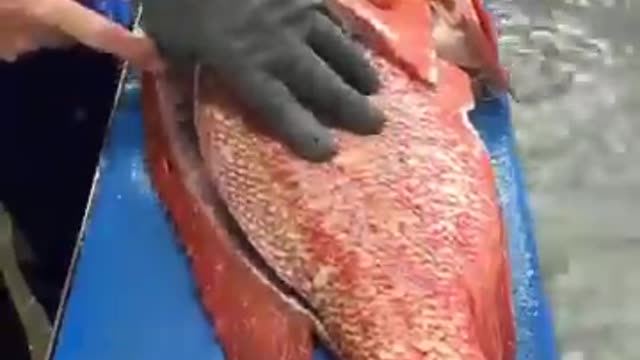 Fish 🐟 🐠 cutting