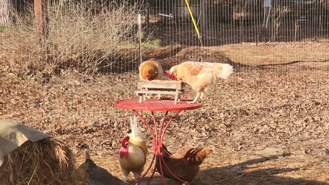 Chicknic table in action