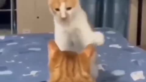 Funny cat 😂 @viral