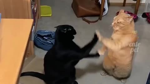 Viral Cat Video Showing Off Their Dance Moves
